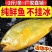 新鲜大黄花鱼鲜活无冰大黄鱼新鲜冷冻大黄鱼一斤一条大黄鱼