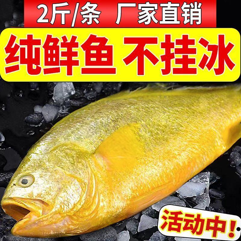 新鲜大黄花鱼鲜活无冰大黄鱼新鲜冷冻大黄鱼一斤一条大黄鱼