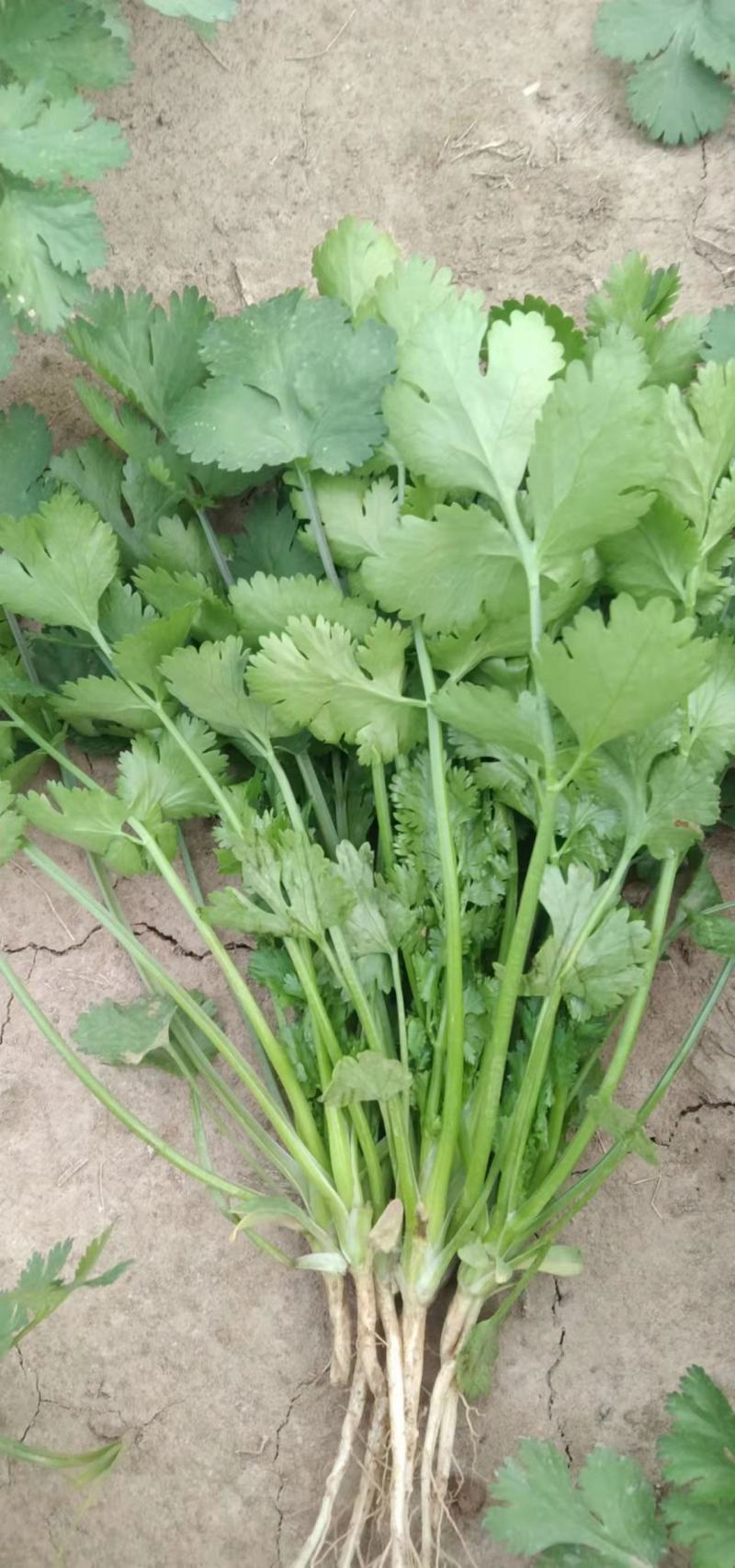 优质香菜大量上市，代发全国，欢迎全国客商前来采购。