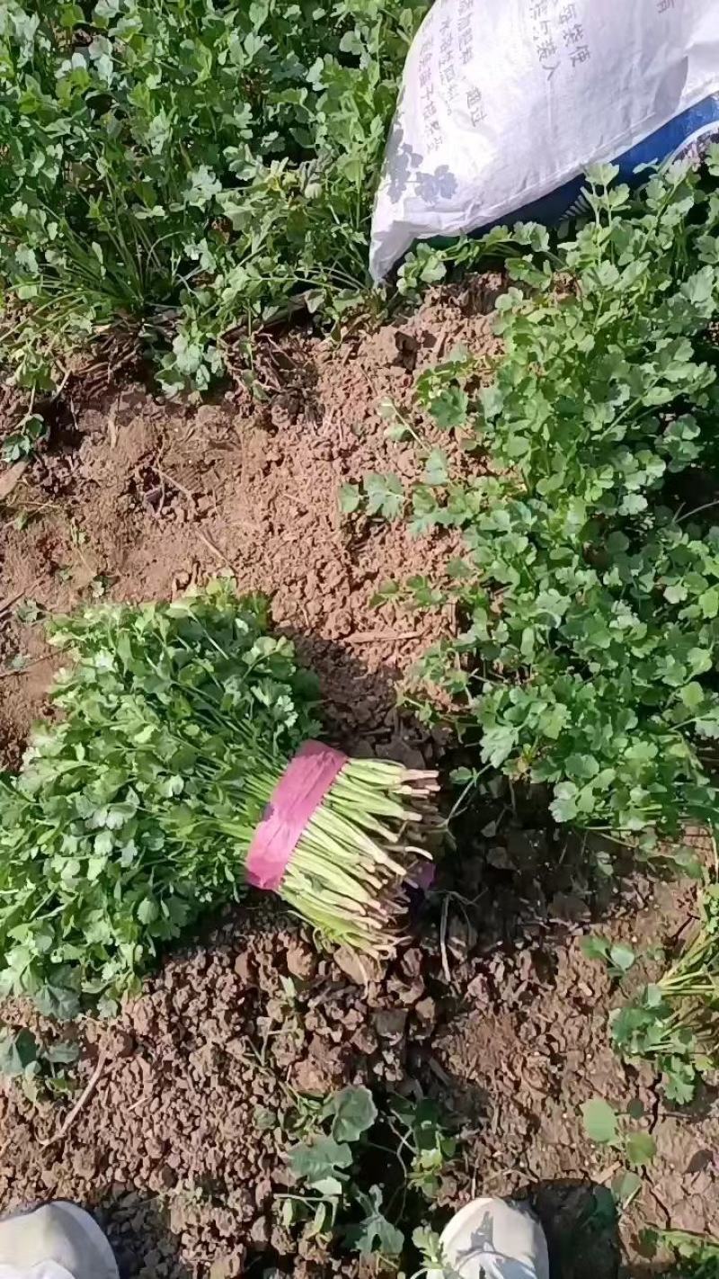 优质香菜大量上市，代发全国，欢迎全国客商前来采购。