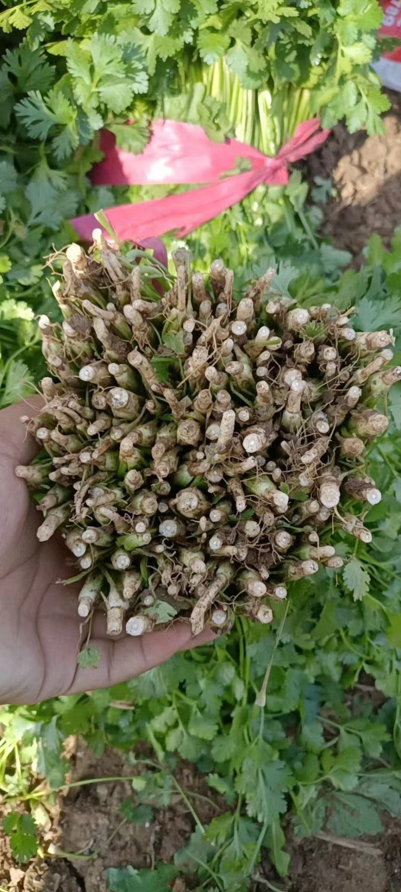 优质香菜大量上市，代发全国，欢迎全国客商前来采购。