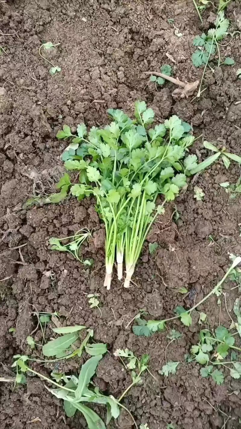优质香菜大量上市，代发全国，欢迎全国客商前来采购。