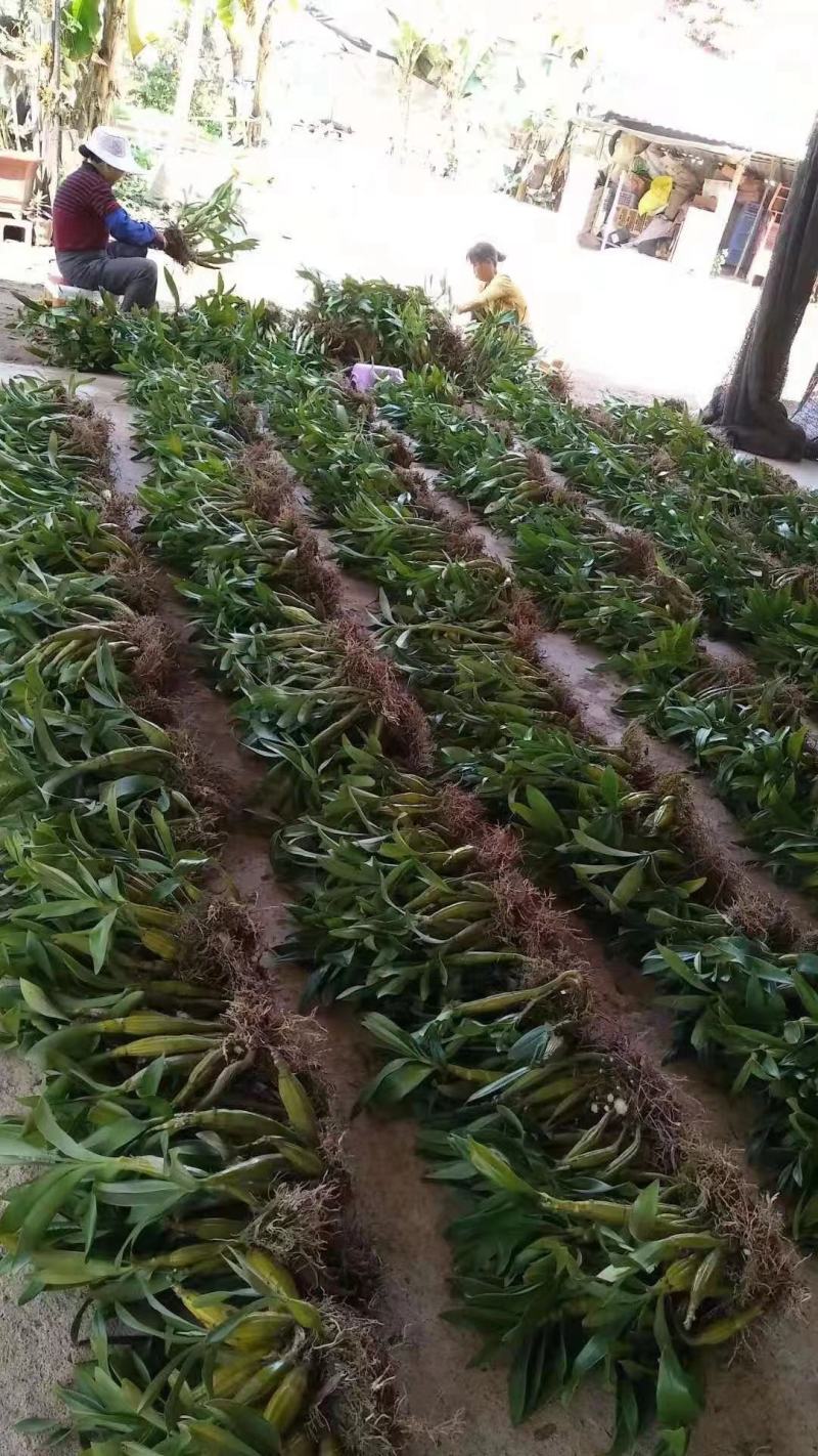 云南产地鼓槌石斛苗5公斤起批包邮