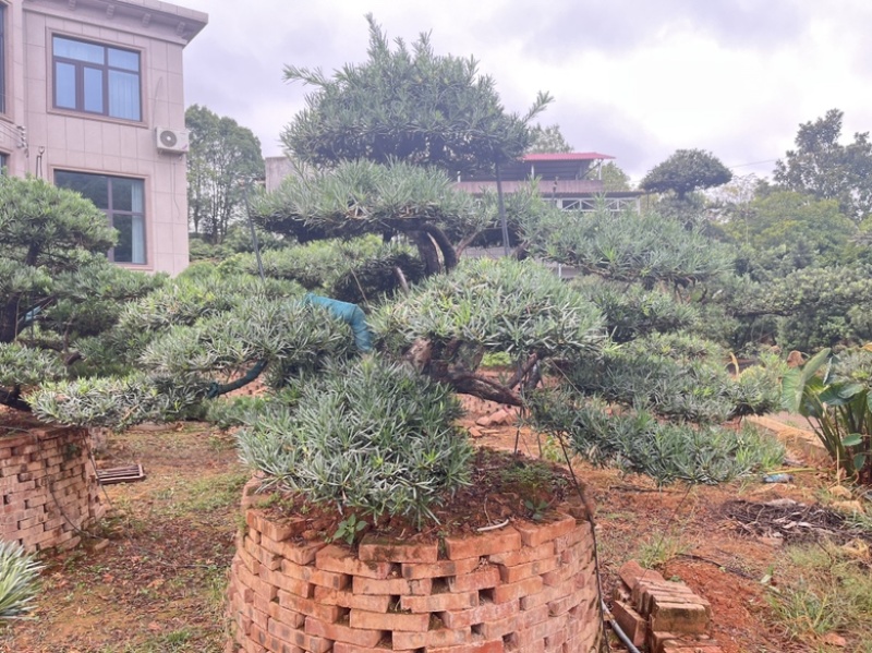 罗汉松盆景批发，造型罗汉松，罗汉松基地，