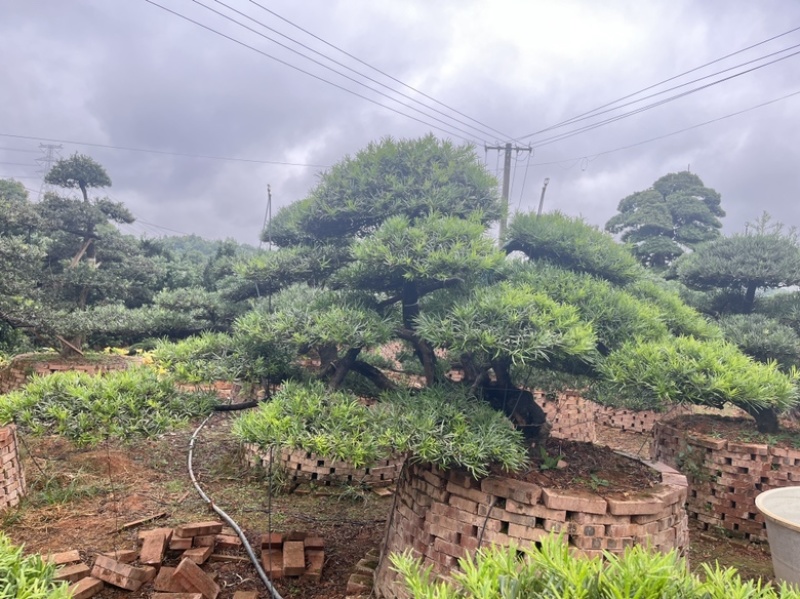 罗汉松盆景批发，造型罗汉松，罗汉松基地，