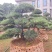罗汉松盆景批发，造型罗汉松，罗汉松基地，