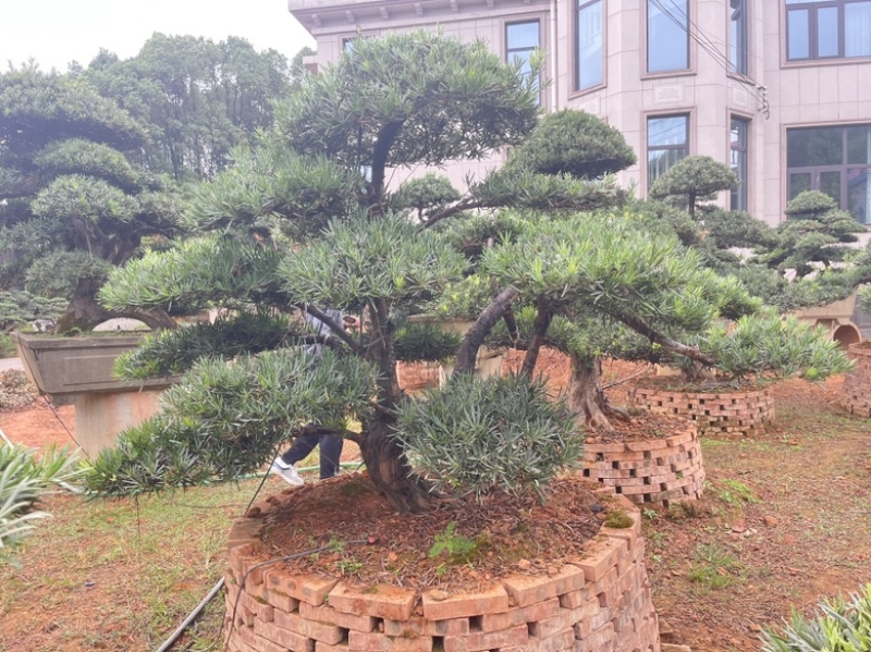罗汉松盆景批发，造型罗汉松，罗汉松基地，