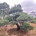 罗汉松盆景批发，造型罗汉松，罗汉松基地，