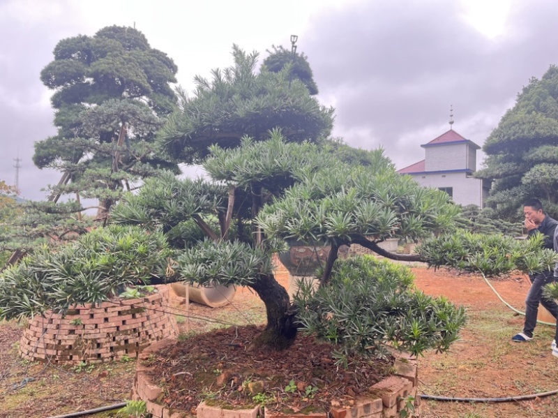 罗汉松盆景批发，造型罗汉松，罗汉松基地，