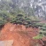 罗汉松盆景批发，造型罗汉松，罗汉松基地，