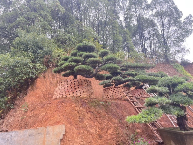 罗汉松盆景批发，造型罗汉松，罗汉松基地，