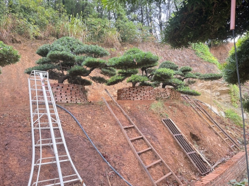 罗汉松盆景批发，造型罗汉松，罗汉松基地，