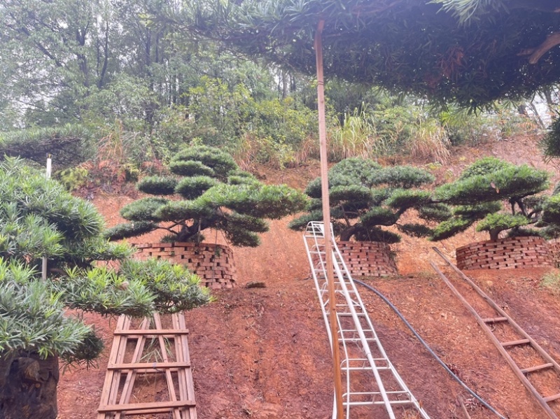 罗汉松盆景批发，造型罗汉松，罗汉松基地，