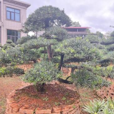罗汉松盆景批发，造型罗汉松，罗汉松基地，
