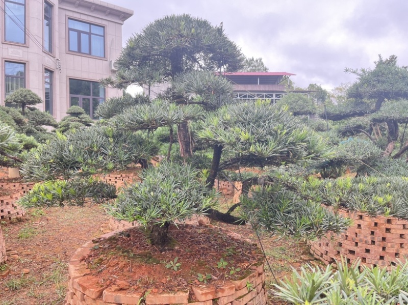 罗汉松盆景批发，造型罗汉松，罗汉松基地，