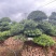 罗汉松盆景批发，造型罗汉松，罗汉松基地，