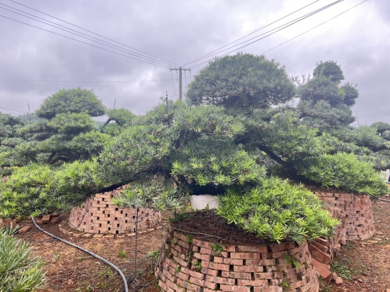 罗汉松盆景批发，造型罗汉松，罗汉松基地，