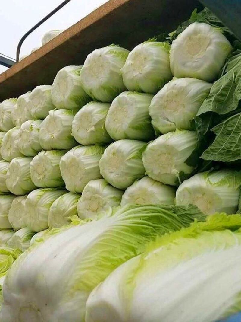 春节正常发货河北唐山滦南白菜黄心白菜产地直发货源稳定