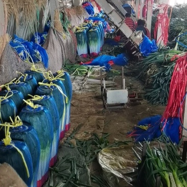 章丘大葱铁杆大葱精品优选大葱山东大葱