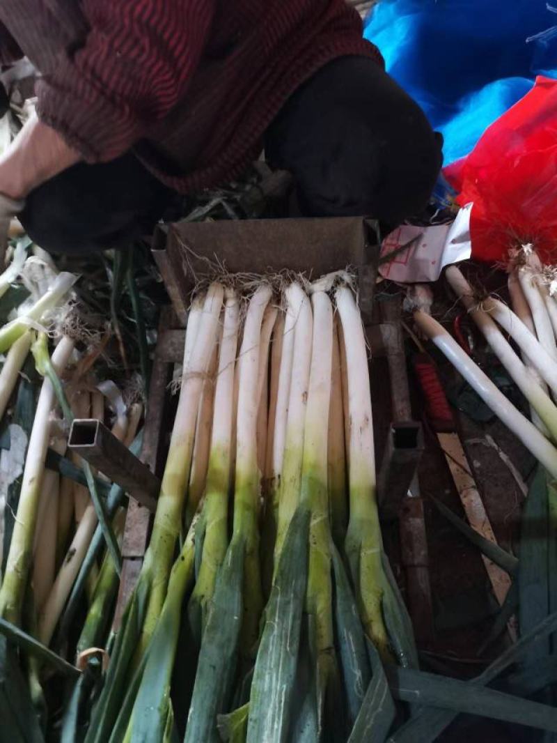 章丘大葱铁杆大葱精品优选大葱山东大葱