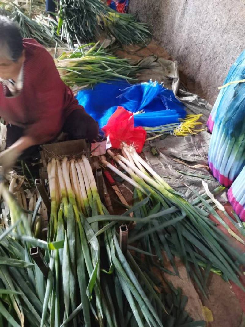 章丘大葱铁杆大葱精品优选大葱山东大葱