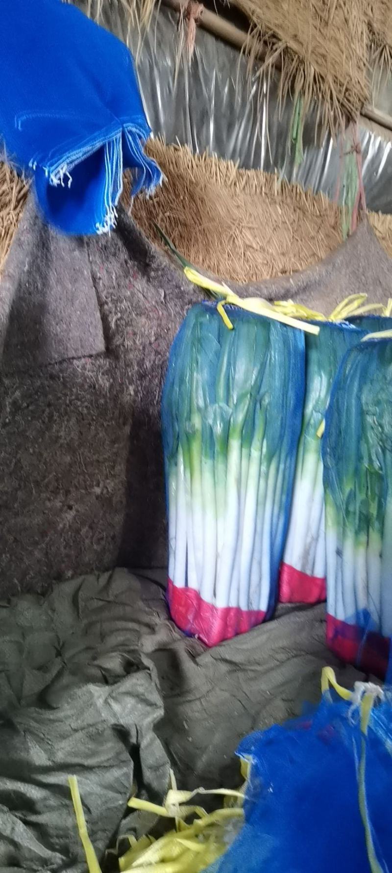章丘大葱铁杆大葱精品优选大葱山东大葱