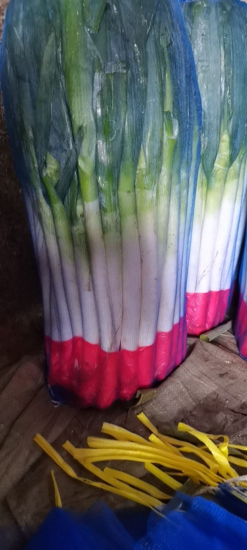 章丘大葱铁杆大葱精品优选大葱山东大葱