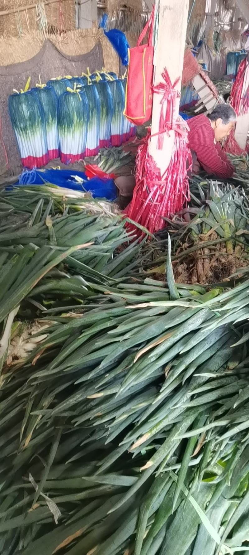 章丘大葱铁杆大葱精品优选大葱山东大葱
