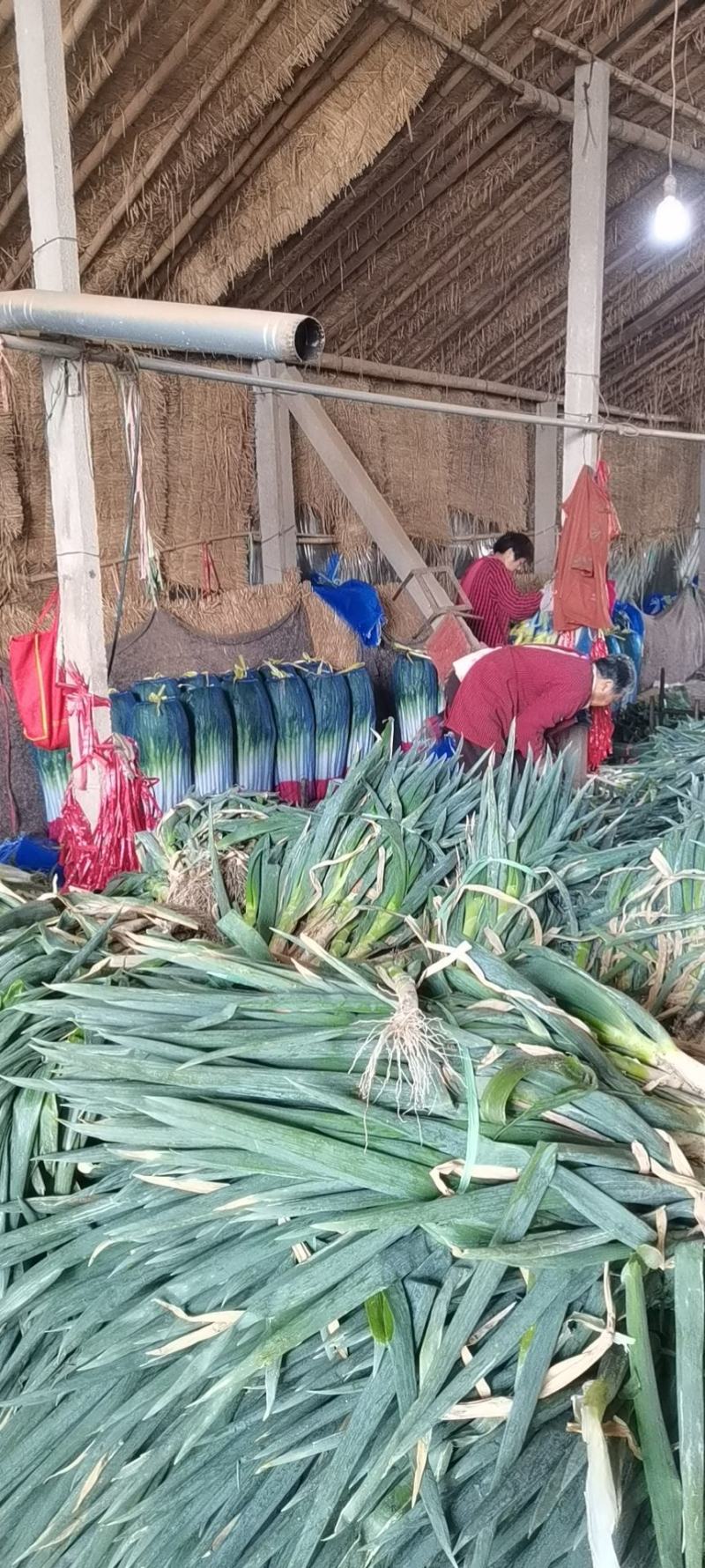 章丘大葱铁杆大葱精品优选大葱山东大葱