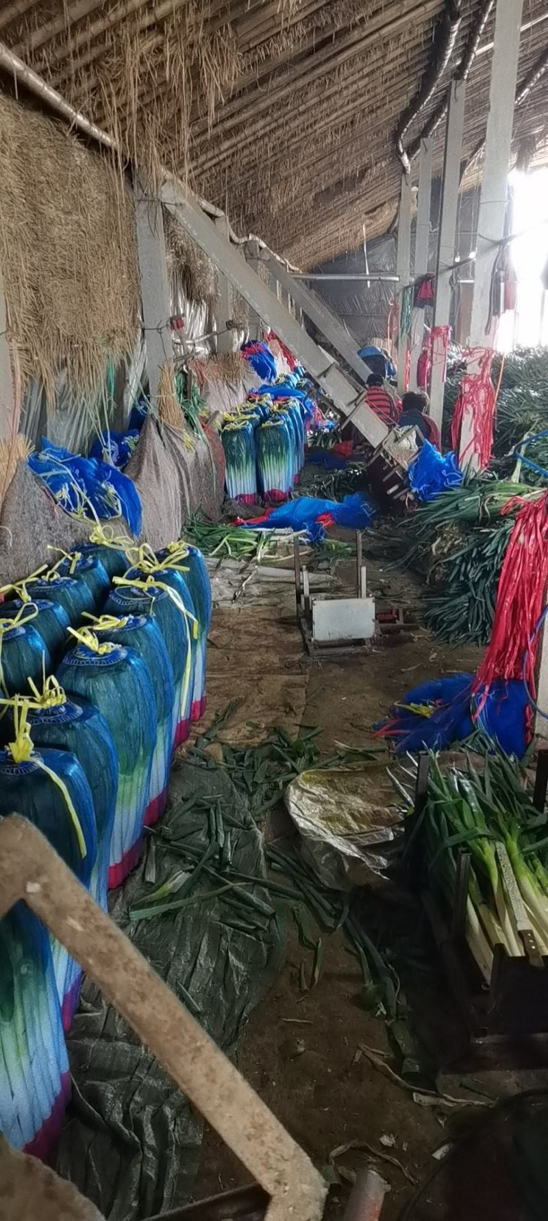 章丘大葱铁杆大葱精品优选大葱山东大葱