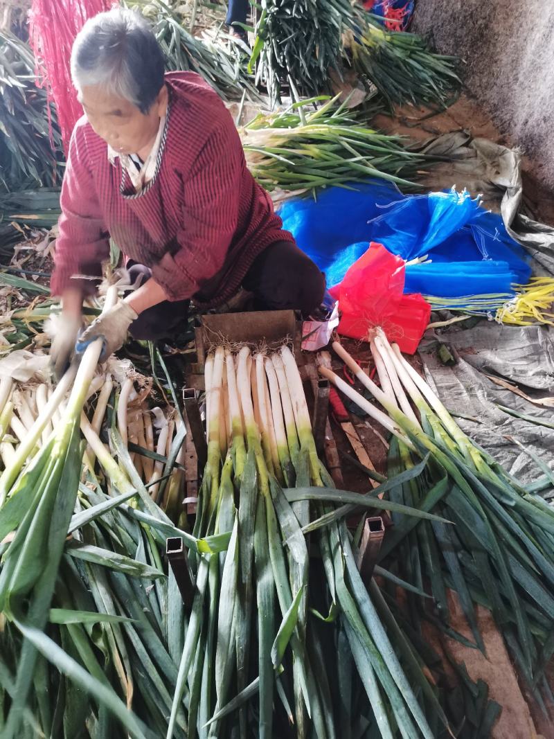 章丘大葱铁杆大葱精品优选大葱山东大葱