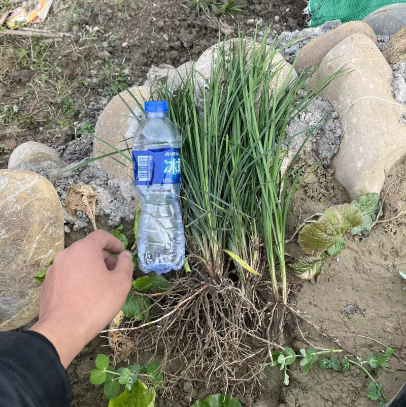 麦冬草，麦冬苗，玉龙草！细叶麦冬草草平