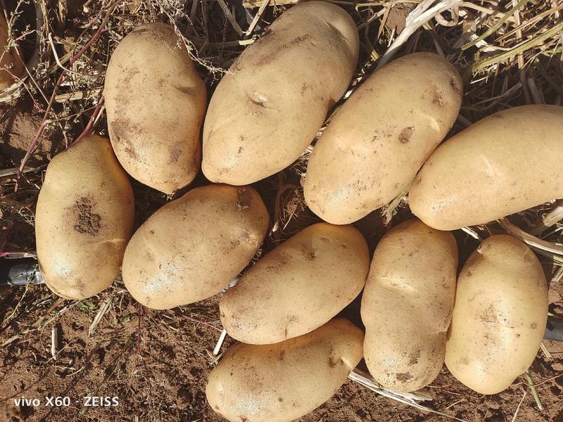 黄心大丰十土豆：长条型，表皮光滑，颜色个头薯型三优精品。