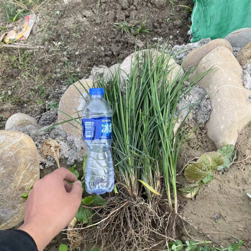 麦冬苗，麦冬草，玉龙草，细叶麦冬苗草平