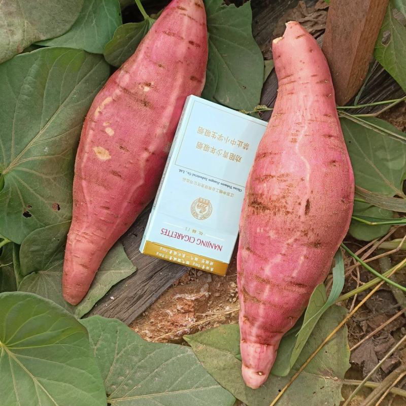 精品烟薯25，大量上市