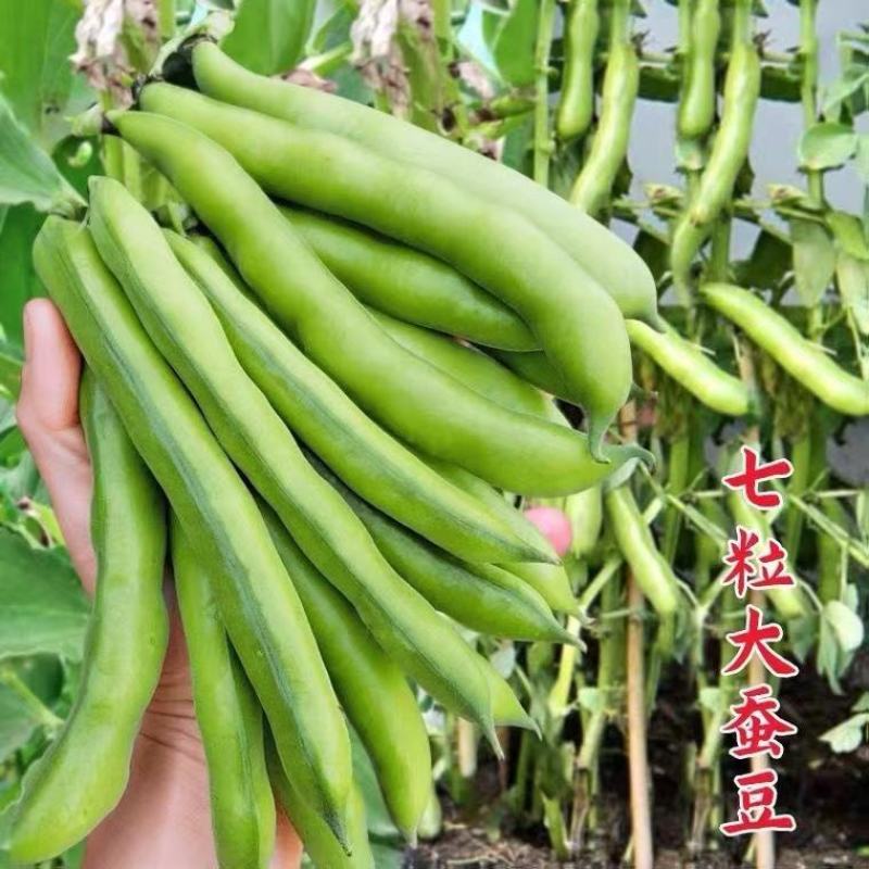 七粒香蚕豆种子中熟品种大粒蚕豆种子大田用种