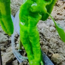 黄皮椒，青皮椒