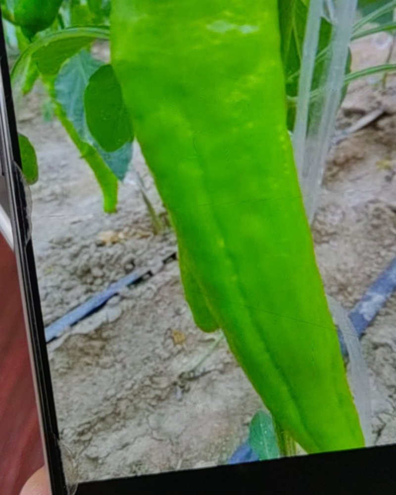 黄皮椒，青皮椒