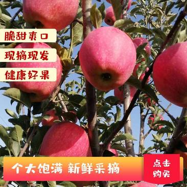 【牛】绥中中秋王苹果大量上市货源充足全国发货