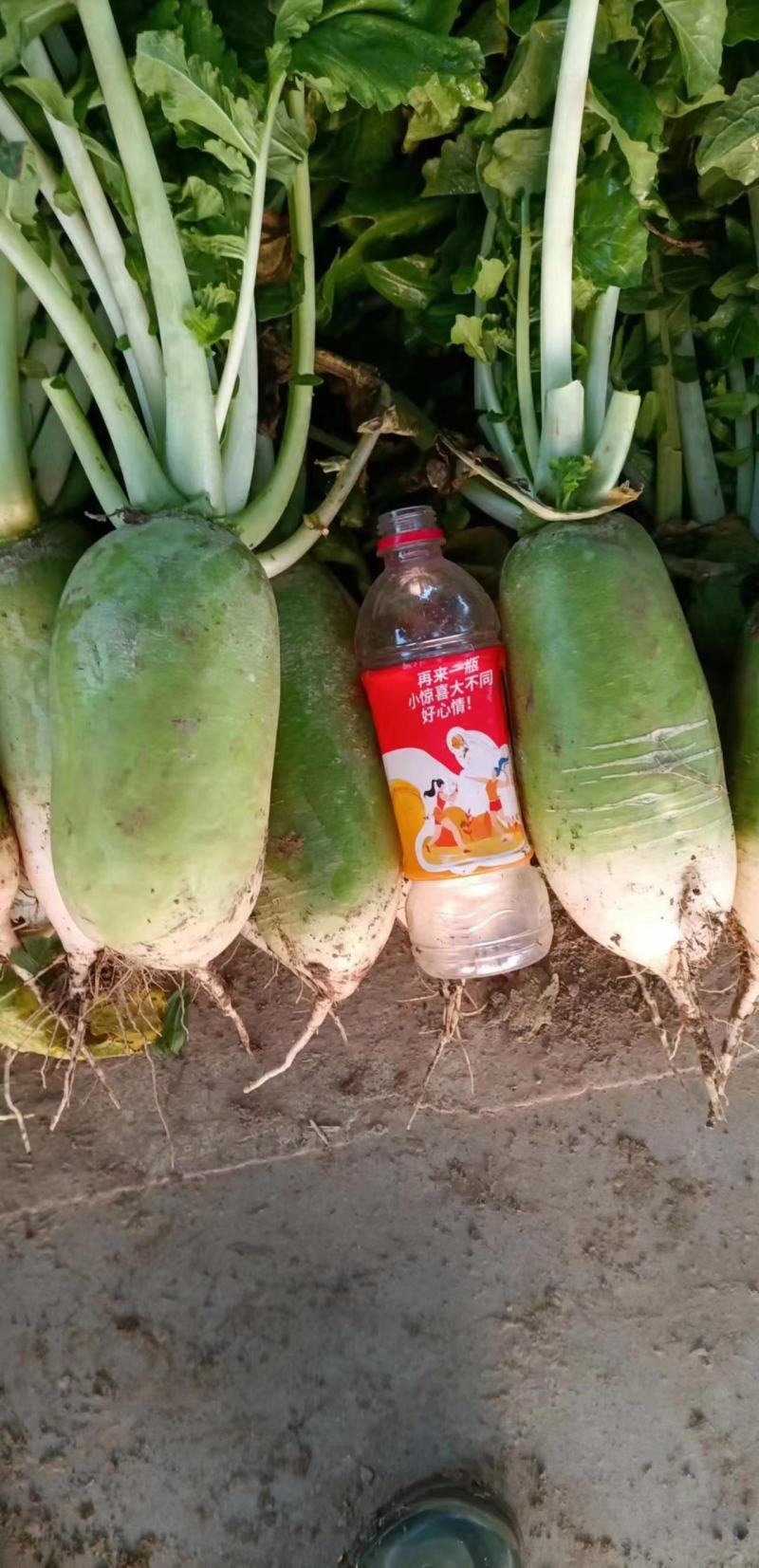 河南周口青萝卜大量上市中，产地直供，诚信合作，量大从优！