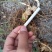 姜形多花不倒苗，高杆大苗块茎三公分左右！