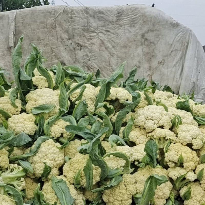 有机菜花辣椒白菜包菜莴笋娃娃菜专业代收团队
