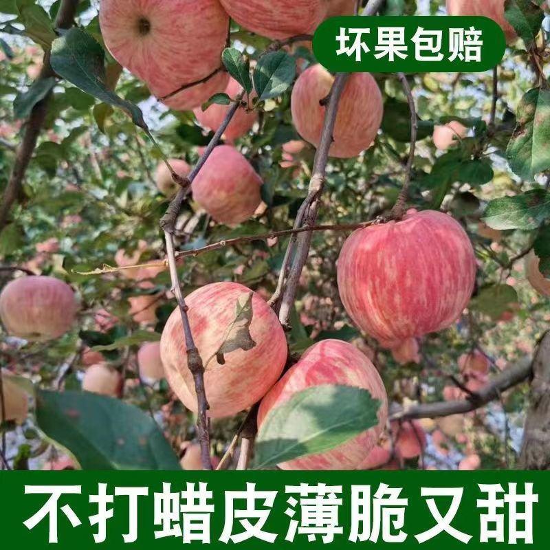 【精选】寒富苹果/辽宁绥中寒富苹果/产地代办货源充足