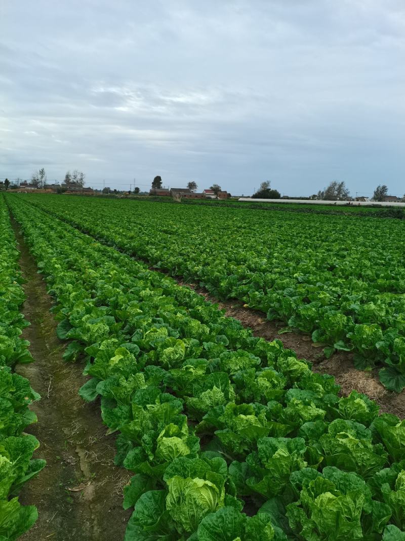 江苏东台夏阳白菜，产地直供，电商，超市，市场批发档口