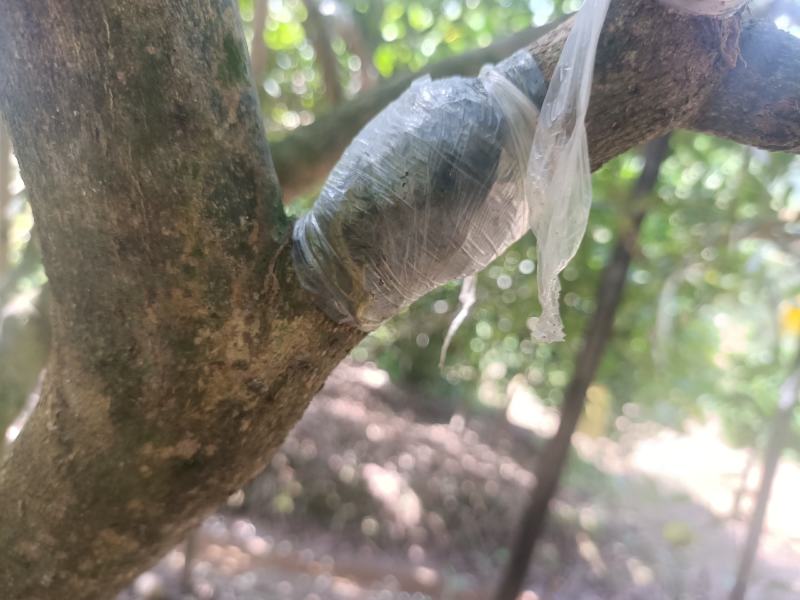 广东香水柠檬苗