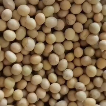 俄罗大豆进口非转基因大豆油豆高蛋白豆精豆吨袋包装过塔过筛