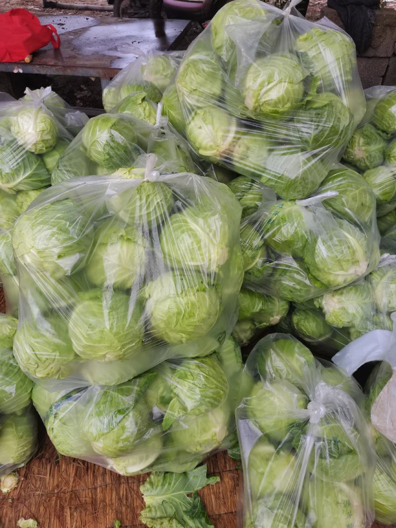 包菜甘蓝市场货电商货包菜圆包菜多多买菜美团