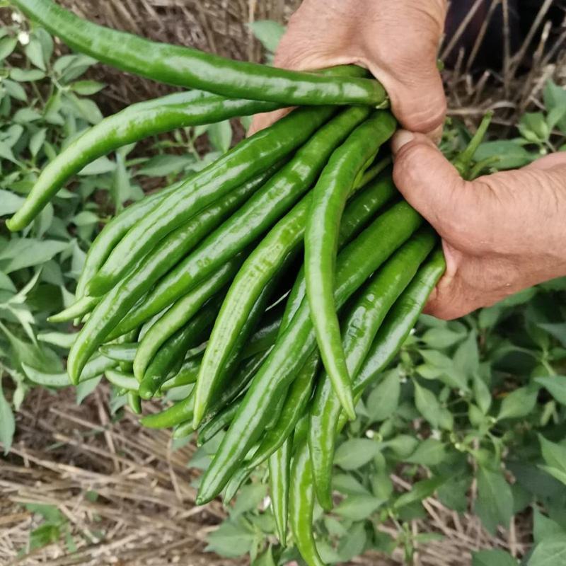 随行就市电议青线椒二荆条辣椒青线椒蔬菜勐龙尖椒羊角椒鲜线