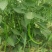 随行就市电议青线椒二荆条辣椒青线椒蔬菜勐龙尖椒羊角椒鲜线