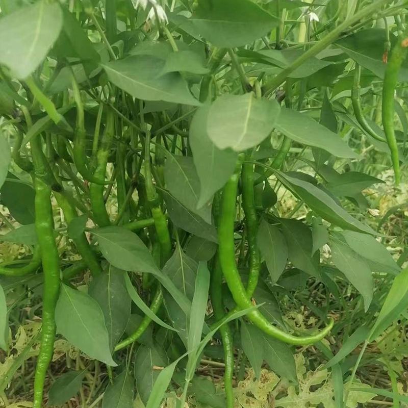 随行就市电议青线椒二荆条辣椒青线椒蔬菜勐龙尖椒羊角椒鲜线